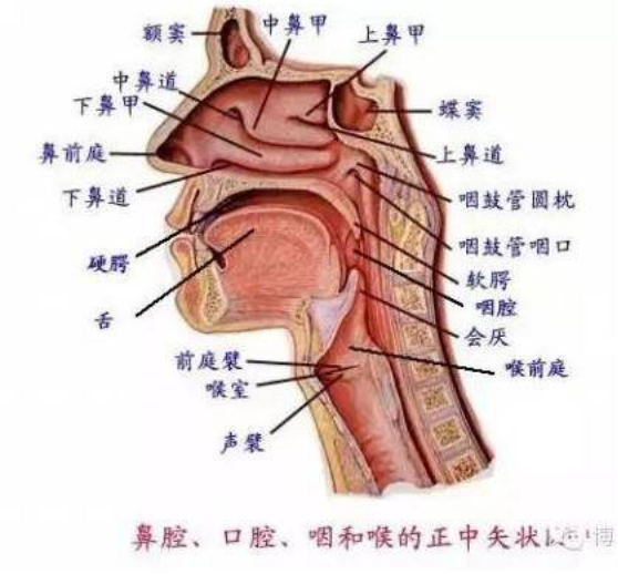202002211582252404126856.png 【文艺课堂】关于“打开喉咙”的建议182.png